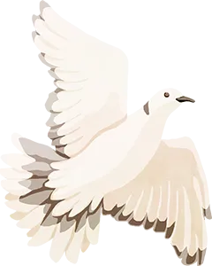 pigeon